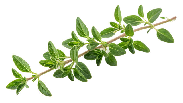 Fresh sprig of vibrant green oregano herb perfect for culinary and natural health ingredient design projects on transparent background