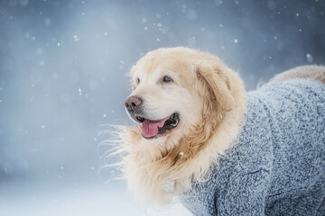 Golden retriever in snowy winter scene, magical and playful outdoor portrait.