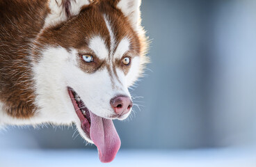 Portrait of a Siberian Husky with striking brown eyes in snowy winter landscape.