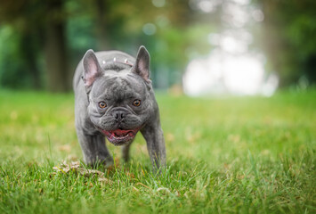 French Bulldog smiling on green grass, playful and happy puppy enjoying outdoors.
