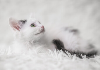 Small white kitten sleeping on a blanket, pure softness and comfort.