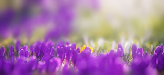 Springtime crocus flowers, colorful petals in sunlight, peaceful natural scenery.