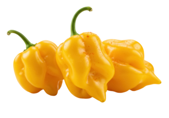 Three yellow Habanero peppers isolated PNG, hot chili peppers on transparent background for spicy food and cooking