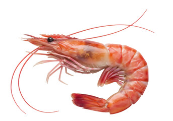 Cooked red shrimp isolated PNG on transparent background, delicious seafood ingredient for gourmet recipes and culinary creations