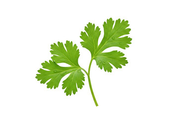 Fresh green cilantro sprig isolated PNG, aromatic herb with water droplets for cooking and garnish on transparent background