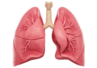 Human lungs and trachea isolated PNG, respiratory system anatomy for medical education and healthcare presentations on transparent background