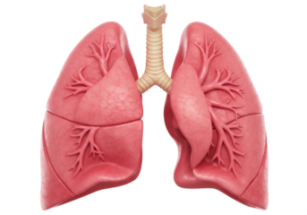 Human lungs and trachea isolated PNG, respiratory system anatomy for medical education and healthcare presentations on transparent background