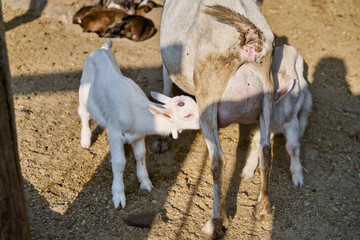 Baby goat nursing from its mother in corral