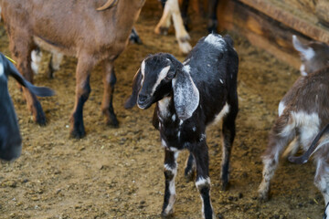 Black baby goat walking inside barn