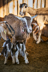 Goat with her baby inside the barn