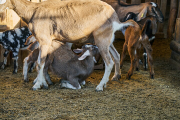 Goat nursing her baby inside the barn