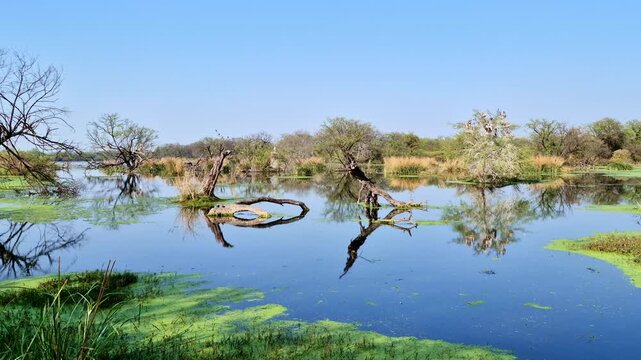 Fallen tree trunks and leafless branches mirror in still blue water bordered by green algae, reed clusters, and distant bird-nesting trees at Keoladeo Bird Sanctuary, Bharatpur.