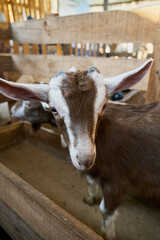 Young goat inside a rustic barn