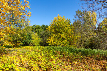 Naklejka premium Autumn Landscape of South Park in city of Sofia, Bulgaria