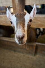 Close-up of a young goat inside the barn