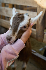 Baby goat being gently petted by a person in the barn