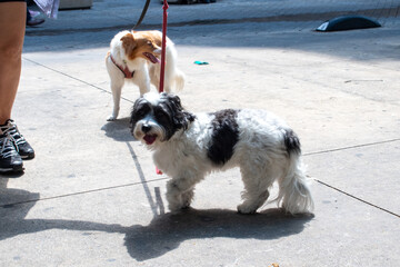 Two leashed dogs, one black and white, one brown and white, walk on a sunny urban sidewalk. A...