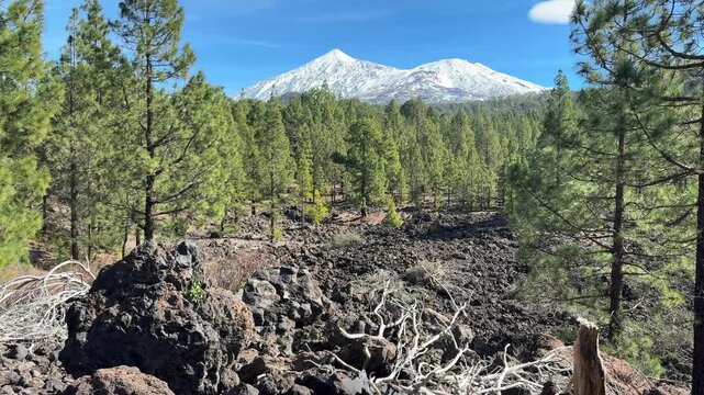 Chinyero nature reserve on Tenerife, an unique landscape of black lava and pine forests. On the background snow on the El teide volcano