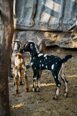 Baby goats walking together in the corral