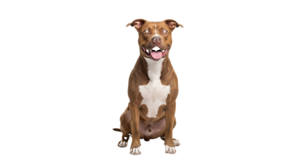 Happy brown and white pit bull dog, sitting with tongue out, isolated on transparent background. PNG