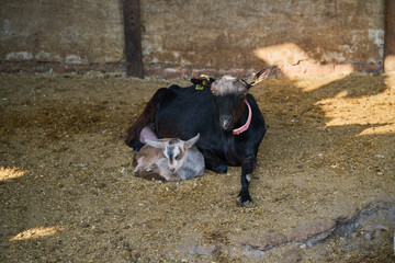 Goat resting next to her baby