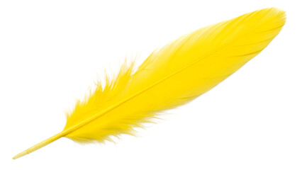 Bright yellow bird feather with white fluffy base and smooth vane isolated on a transparent background
