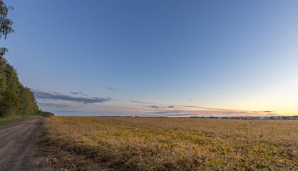 Field of yellow corn is shown in the foreground of a blue sky