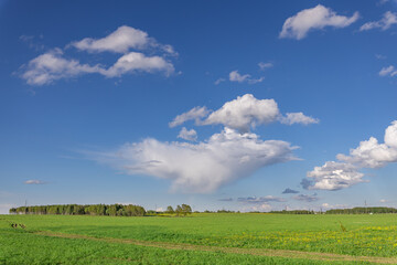 Large cloud in the sky is visible over a field of grass