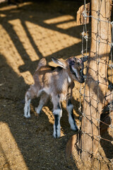 Young baby goat walking near a wire fence