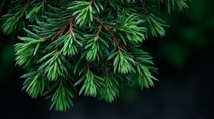 A close up of a green leafy tree branch. The branch is full of leaves and has a dark background