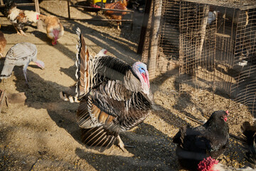 Turkey and chickens walking inside the corral