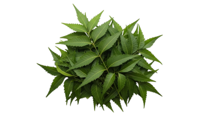 Cluster of fresh green neem leaves with serrated edges and pointed tips isolated on a transparent background