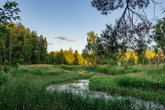 Lush green field with a small stream running through it