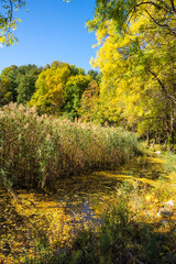 Naklejka premium Autumn Landscape of South Park in city of Sofia, Bulgaria