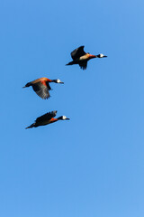 Three White-faced Whistling Ducks (Dendrocygna viduata) flying in formation under a blue sky. Features white faces and chestnut breasts in sharp focus against an infinite background.