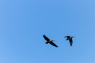 Two White-faced Whistling Ducks (Dendrocygna viduata) flying against a vibrant blue sky. Features white face and chestnut breast in sharp focus during open-wing movement.