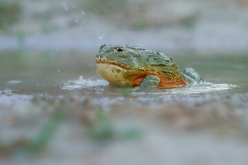 African bullfrog, Pyxicephalus adspersus. in the mud, looking at prey, clean green background, in the water. Southern Africa
