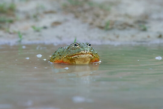 African bullfrog, Pyxicephalus adspersus. in the mud, looking at prey, clean green background, in the water. Southern Africa
