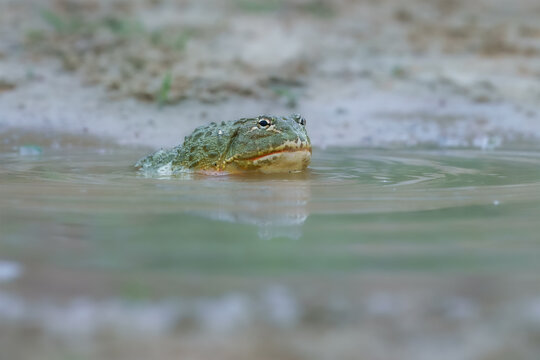 African bullfrog, Pyxicephalus adspersus. in the mud, looking at prey, clean green background, in the water. Southern Africa
