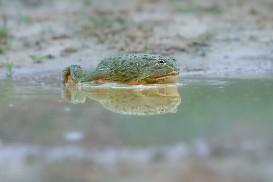 African bullfrog, Pyxicephalus adspersus. in the mud, looking at prey, clean green background, in the water. Southern Africa
