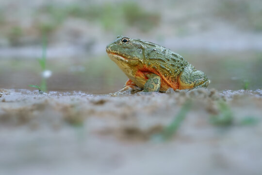 African bullfrog, Pyxicephalus adspersus. in the mud, looking at prey, clean green background, in the water. Southern Africa 