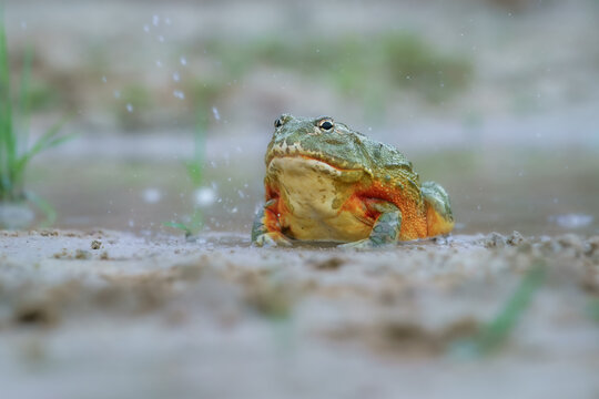African bullfrog, Pyxicephalus adspersus. in the mud, looking at prey, clean green background, in the water. Southern Africa
