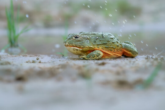 African bullfrog, Pyxicephalus adspersus. in the mud, looking at prey, clean green background, in the water. Southern Africa
