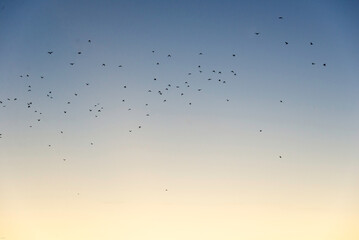 Minimalist Flock of Birds Flying in Gradient Sunset Sky at Tempelhofer Feld