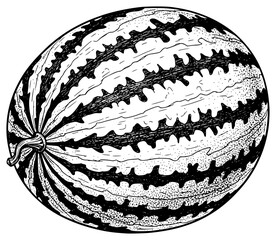 a black and white drawing of a watermelon showing a planet, black, drawing, illustration, melon, picture, planet, show, watermelon, against transparent background