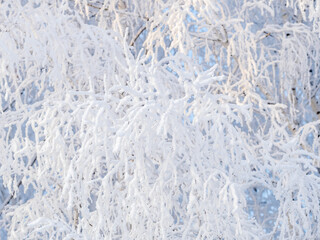 Tree branches in winter covered with snow and frost in snowfall. Frozen tree branches.