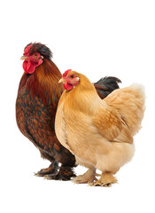 Brahma rooster and hen standing on transparent background