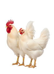 White rooster and hen standing together on transparent background