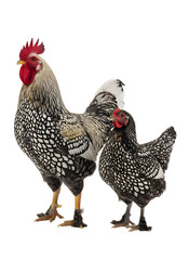 Silver laced wyandotte rooster and hen standing on transparent background
