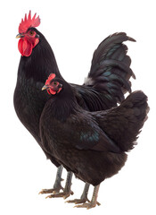 Black rooster and hen standing on transparent background